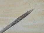 Hibolithes semisulcatus (M�NSTER 1830) - Bild &copy; FossNet FossilienStore
